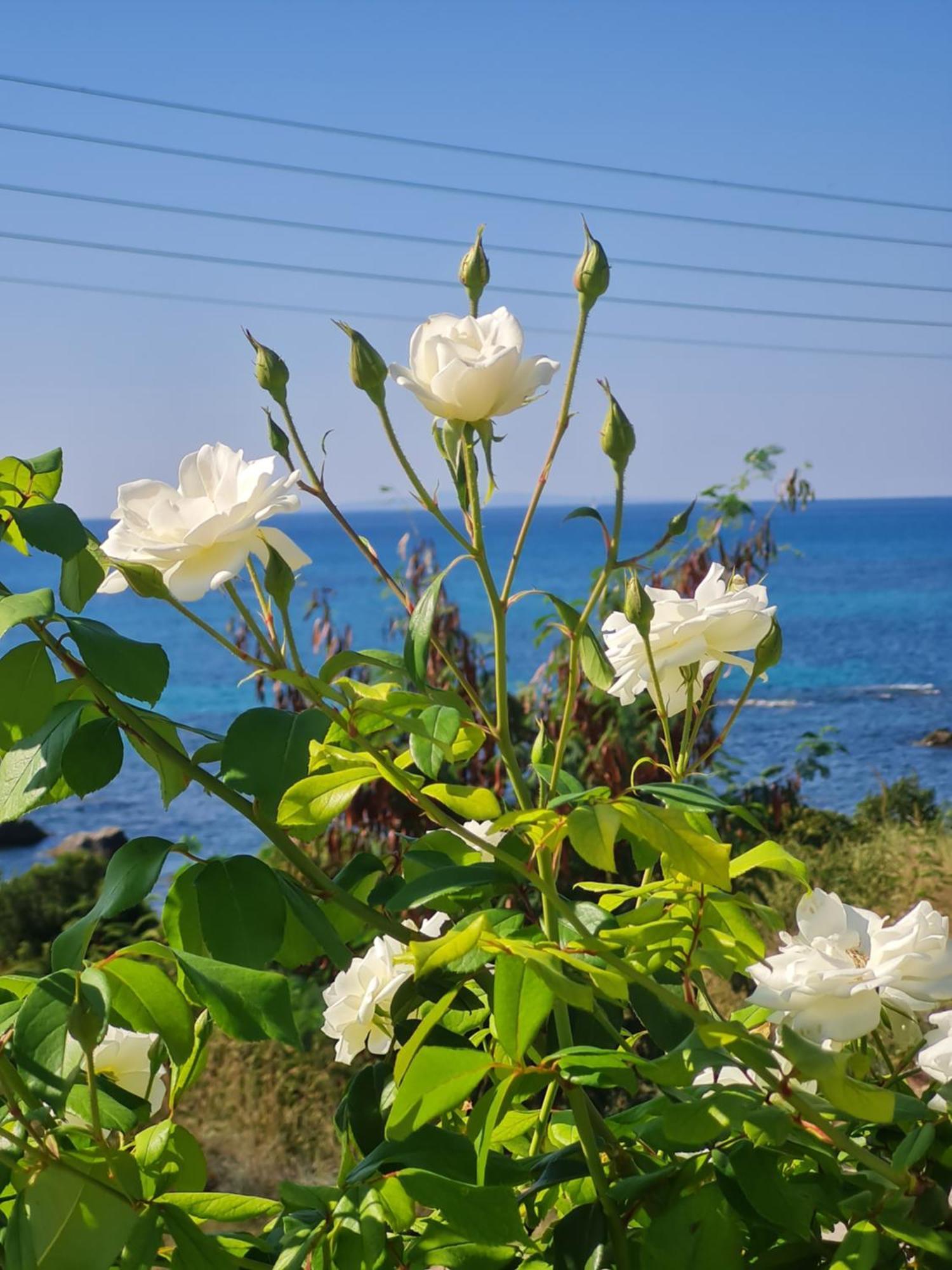 Preveza Apartment *